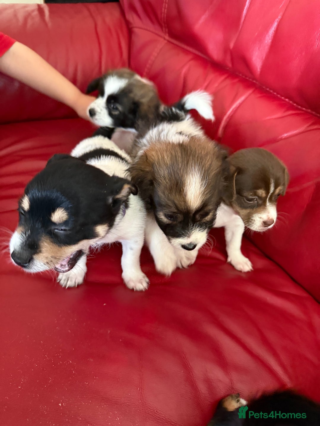 Mixed Breed dogs for sale: Yorkshire terrier x jack russell - Image 2
