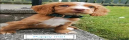 Cocker Spaniel dogs for stud: Red fox cocker in his prime - Advert 3
