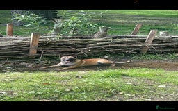 Belgian Shepherd Dog dogs for sale: Stunning Litter working line Belgian Malinois pups - Image 2