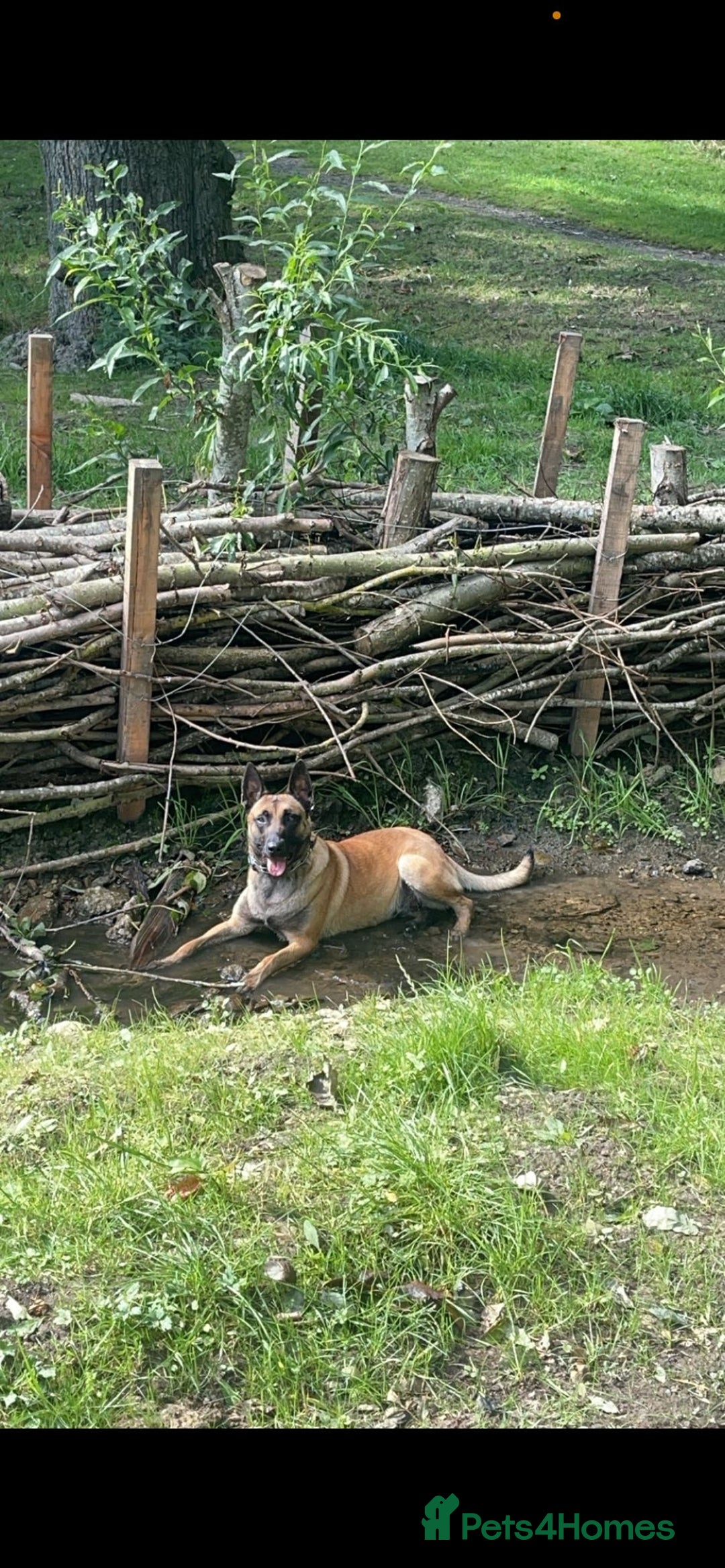 Belgian Shepherd Dog dogs for sale: Stunning Litter working line Belgian Malinois pups - Image 2