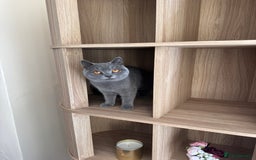 British Shorthair cats for sale: British short hair  - Image 4
