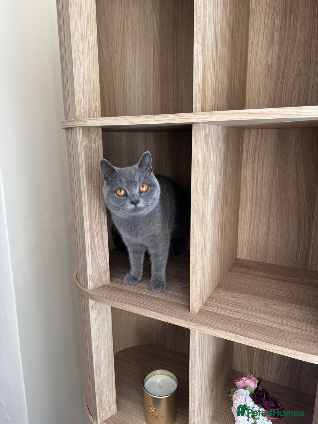 British Shorthair cats for sale: British short hair  - Image 4