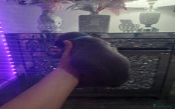 Staffordshire Bull Terrier dogs for sale: Staffordshire bull terriers puppy's  - Advert 20