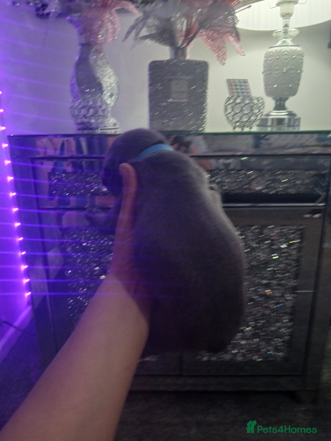 Staffordshire Bull Terrier dogs for sale: Staffordshire bull terriers puppy's  - Advert 20