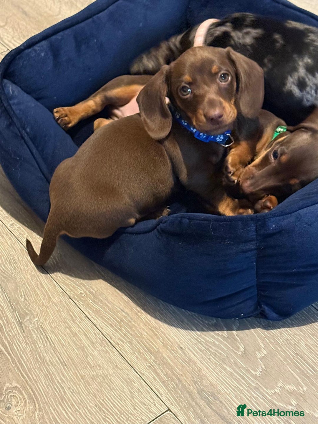 Miniature Dachshund dogs for sale: Miniature Dachshund Puppies - Advert 6