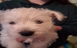West Highland Terrier dogs for sale: KC Reg Quality West Highland Terrier Puppies  - Image 18