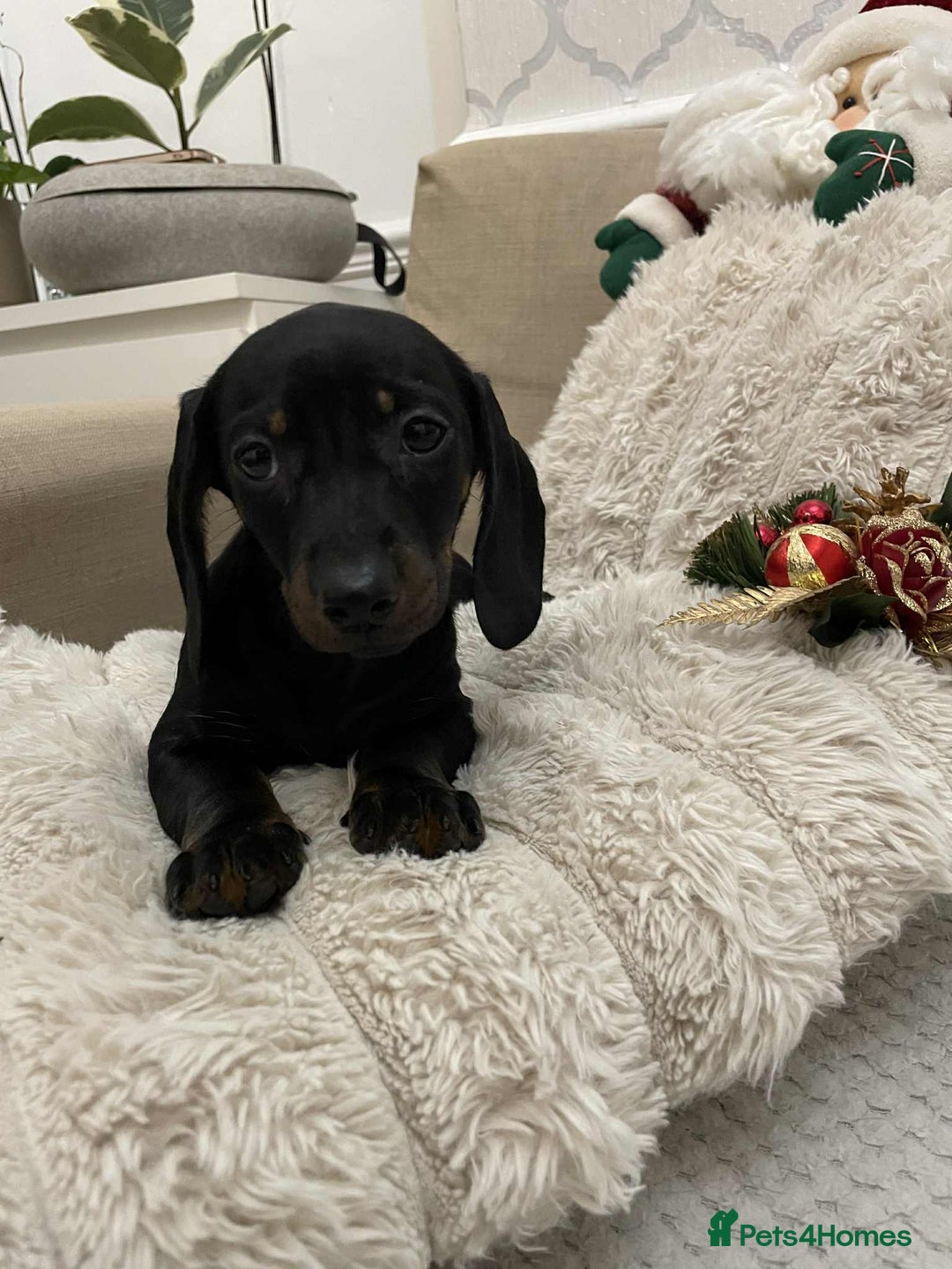 Miniature Dachshund dogs for sale: Stunning miniature dachshund  - Advert 3
