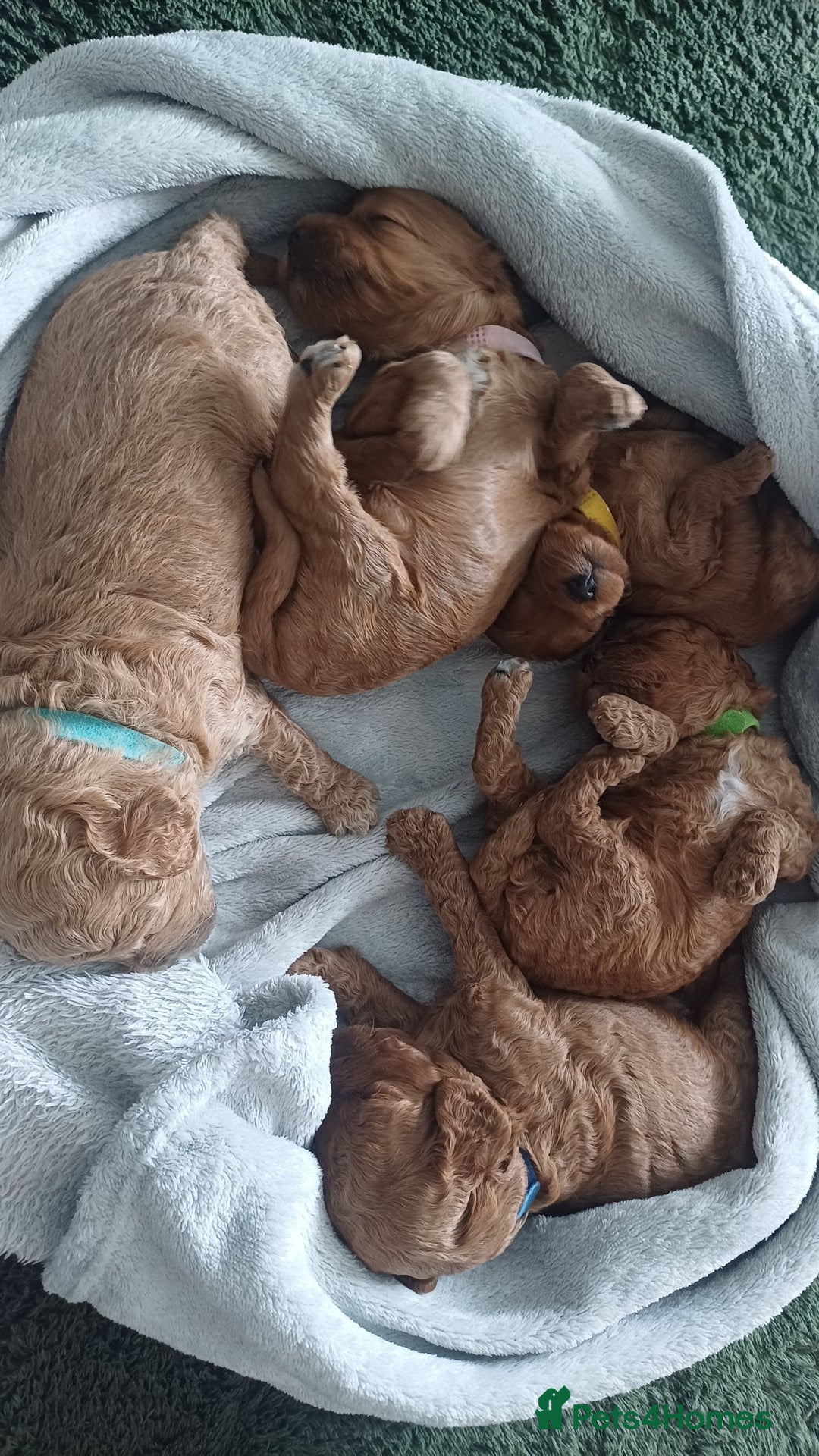 Cockapoo dogs for sale: Beautiful cockapoo puppies  - Image 23