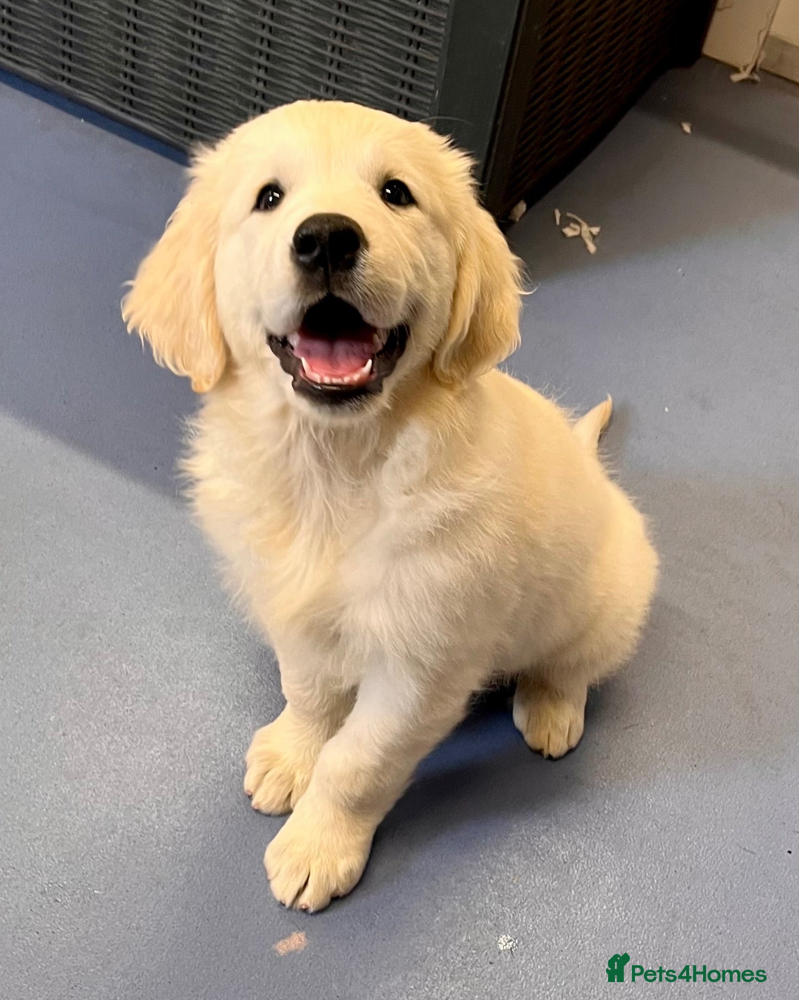 Golden Retriever dogs  Champion pedigree, health Tested parents  - Advert 13