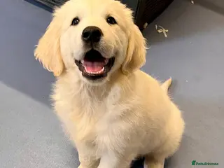 Golden Retriever dogs Champion pedigree, health Tested parents - Advert 13