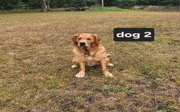 Golden Retriever dogs for sale: Beautiful dogs  - Image 9