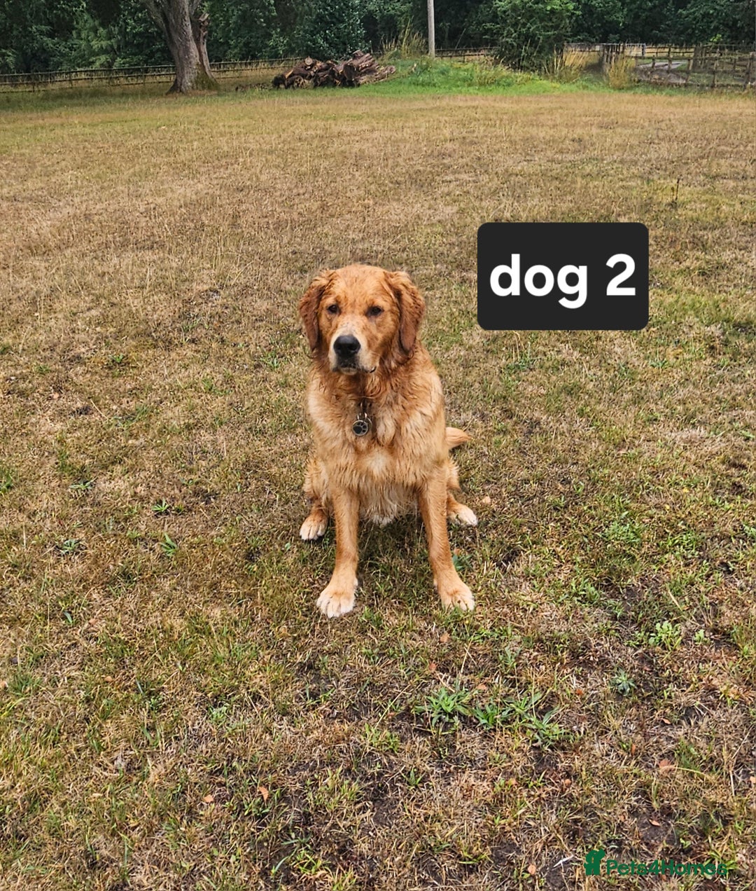 Golden Retriever dogs for sale: Beautiful dogs  - Image 9