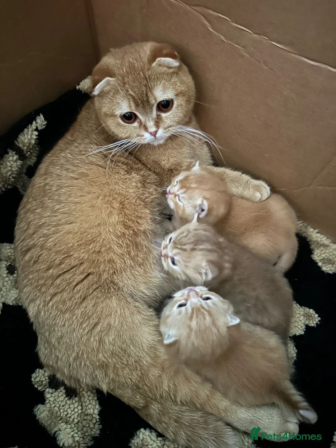 Scottish Fold cats for sale: Adorable Scottish Fold&straight kittens Ready Soon - Advert 2