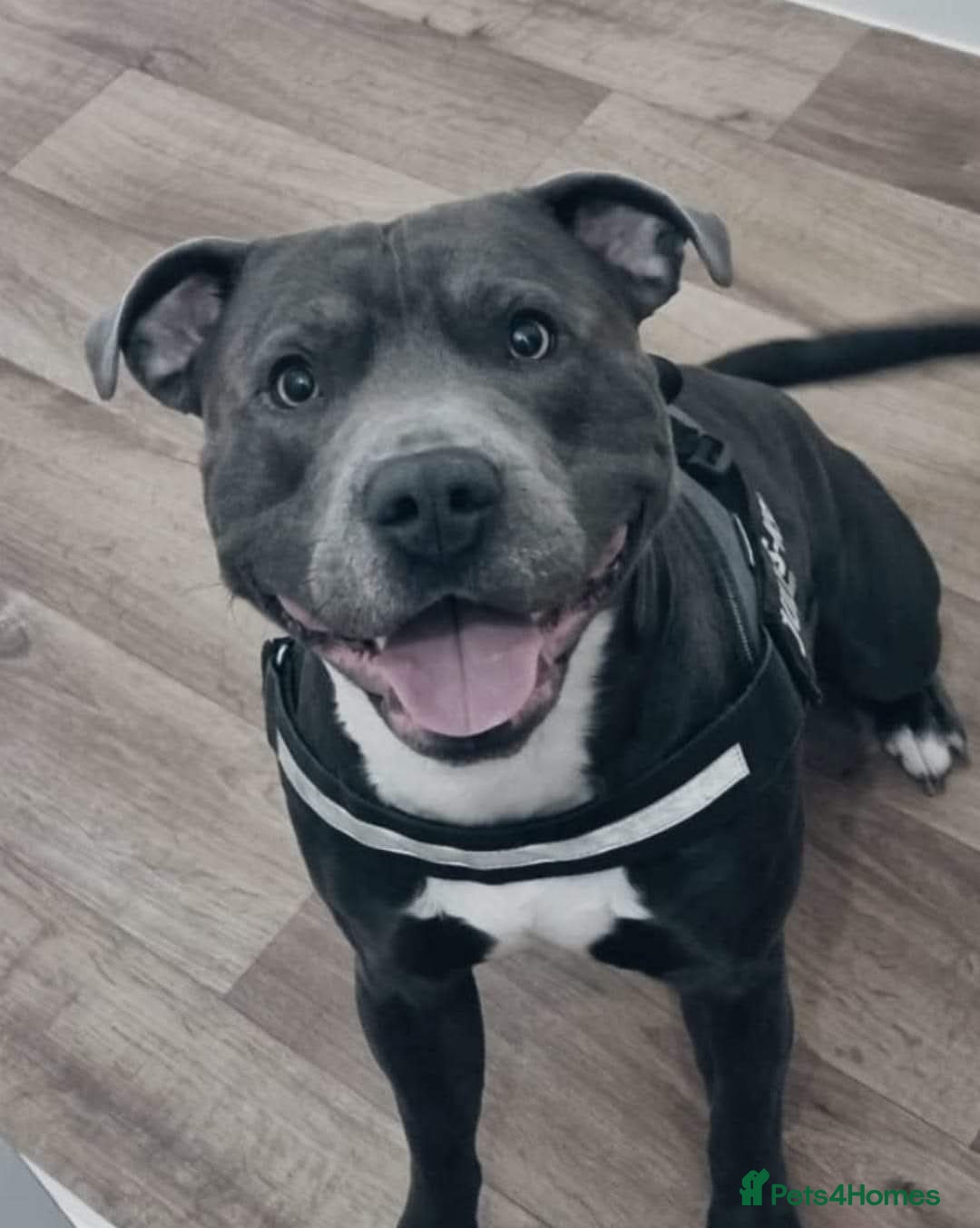 Staffordshire Bull Terrier dogs for stud: BLUE Proven 50+ litters, natural and artificial  in Erith - Image 20