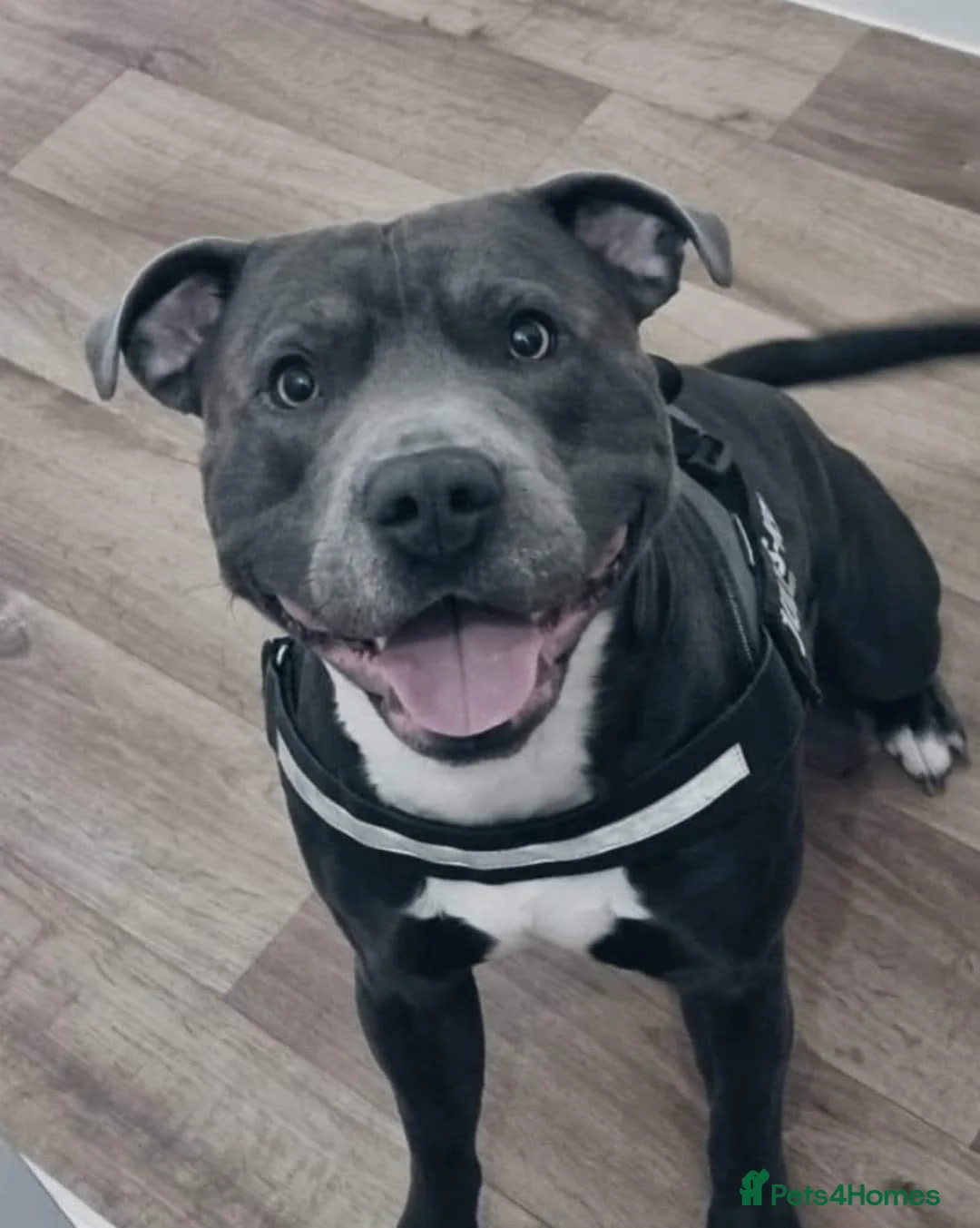 Staffordshire Bull Terrier dogs for stud: BLUE Proven 50+ litters, natural and artificial  in Erith - Advert 20