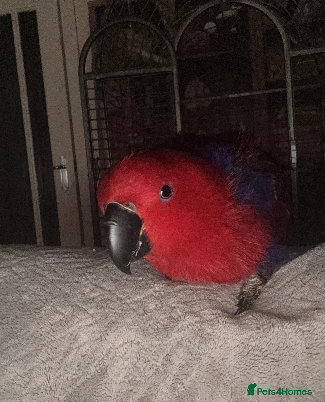 Parrots birds for sale: Eclectus parrot - Advert 1