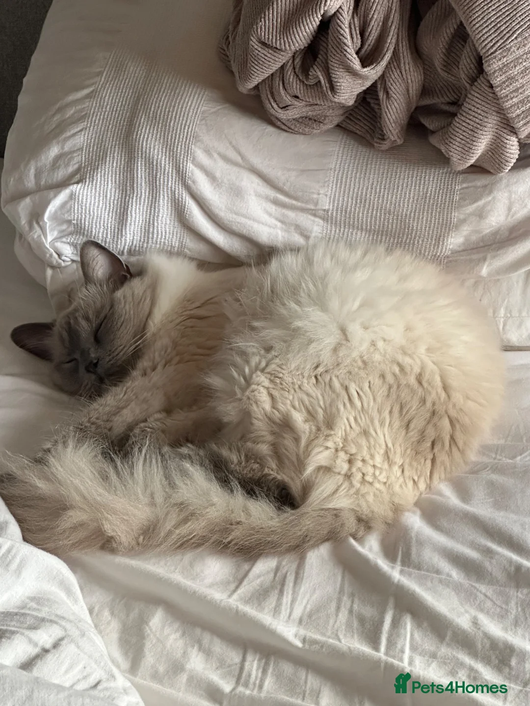 Ragdoll cats for sale: 2 x male half ragdolls  - Advert 2