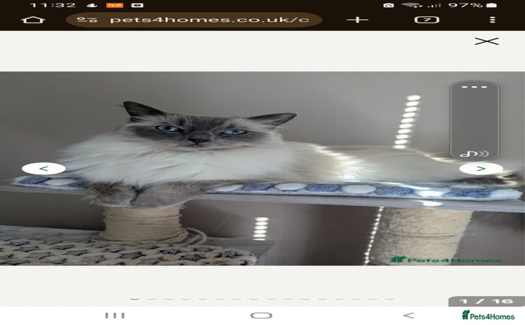 Birman cats - Advert 1