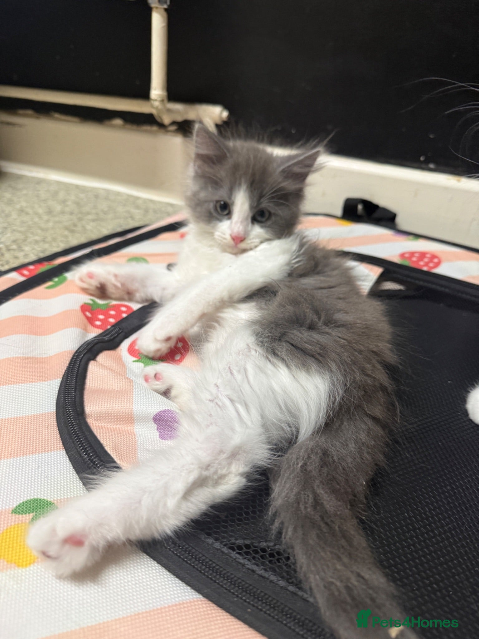 Mixed Breed cats Fluffy Grey&White Male LEFT - ready to go!  - Advert 6