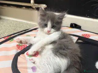 Mixed Breed cats Fluffy Grey&White Male LEFT - ready to go! - Advert 6