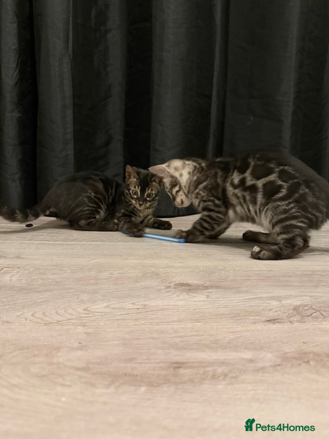 Bengal cats for sale: TICA registered pedigree Bengal Kittens - Advert 14