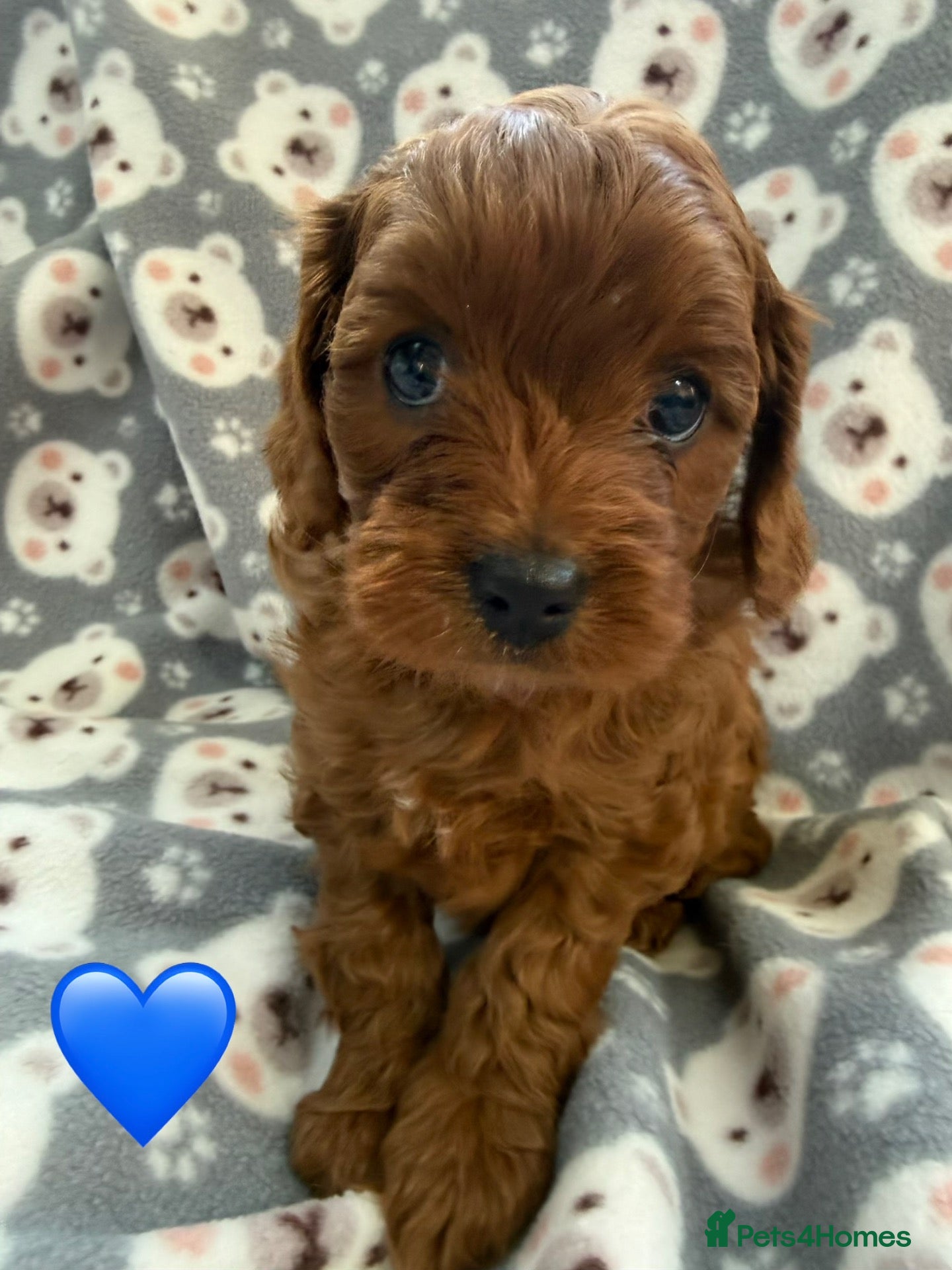Cavapoo dogs Stunning Fox Red F1 Cavapoo Puppies H/C  - Advert 1