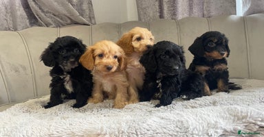 Cockapoo dogs - Advert 7