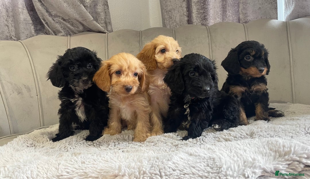 Cockapoo dogs for sale: Beautiful F1 cockapoos ready now  - Image 3