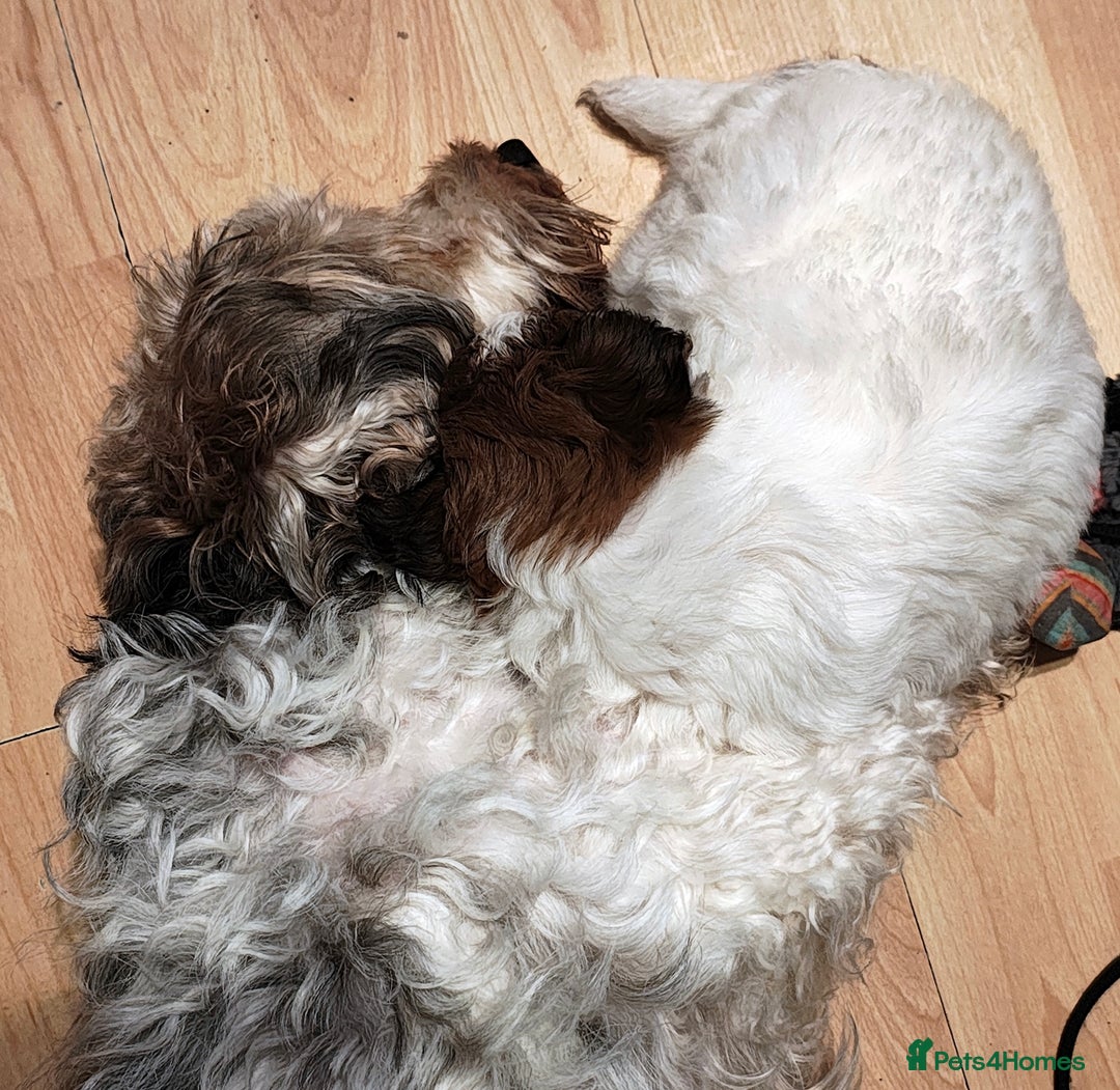 Mixed Breed dogs for sale: JACK RUSSEL X PUPPY ONLY 1 Female - Advert 9