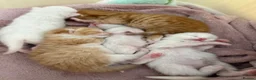 Mixed Breed cats for sale: ** 2 ginger Girls & 3 pure white girls ** - Advert 9