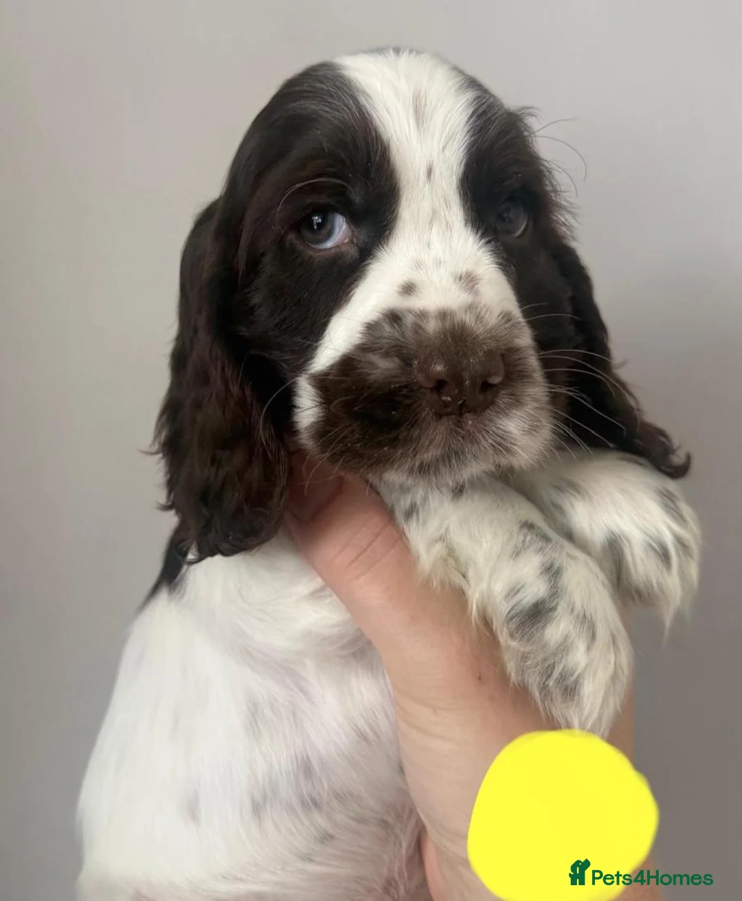Cocker Spaniel dogs for sale: Only 2 left KC/ Show Type Cocker Spaniels - Advert 1