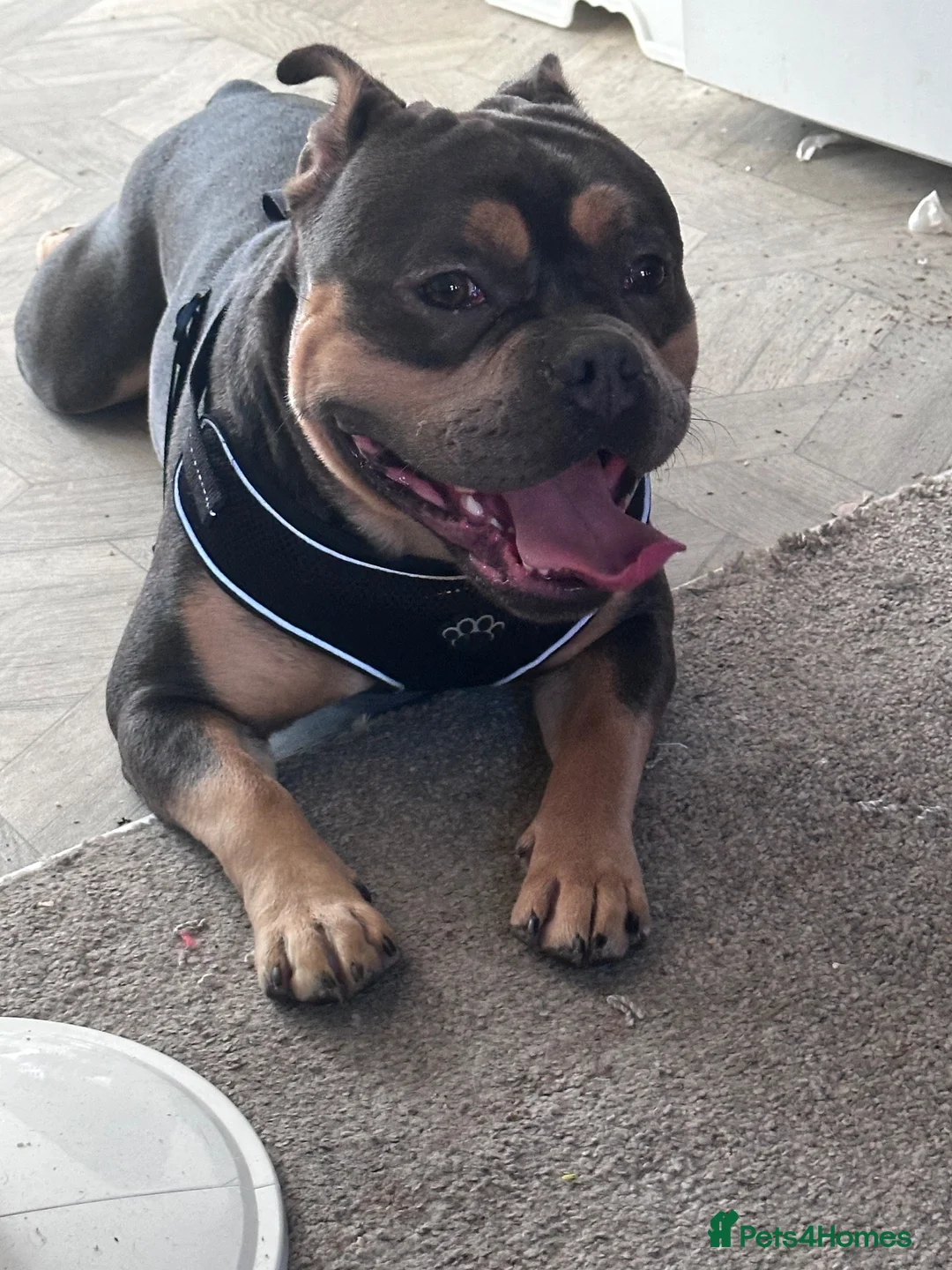 Mixed Breed dogs for sale: Meet blue in Normanton - Advert 3