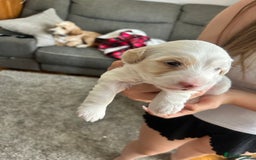 Cockapoo dogs for sale: 1 beautiful cockapoo puppy for sale  - Image 2