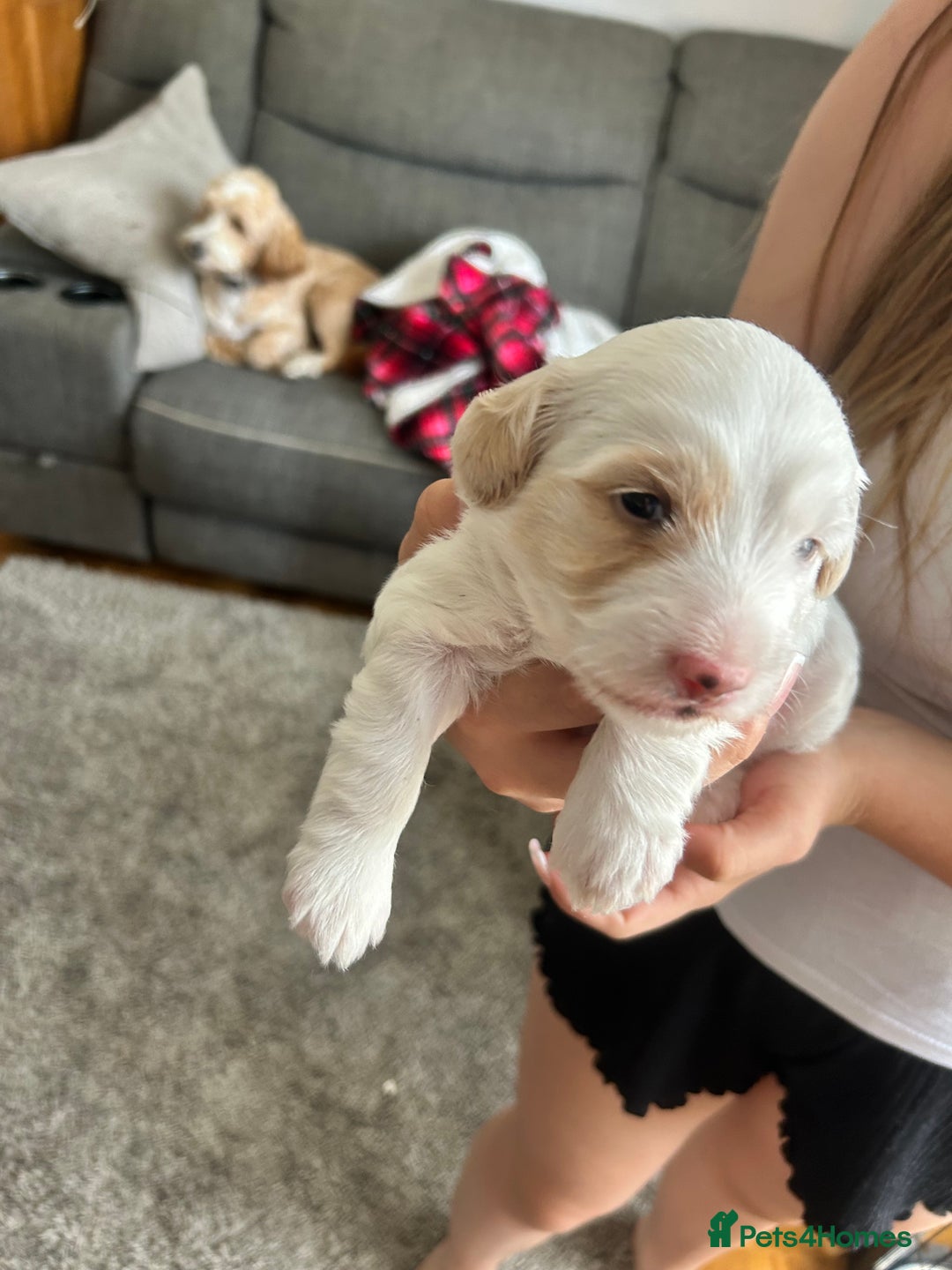 Cockapoo dogs for sale: 1 beautiful cockapoo puppy for sale  - Image 2