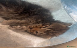 Mixed Breed cats for sale: dark calico and tabby mixed female kitten on sale! - Image 3