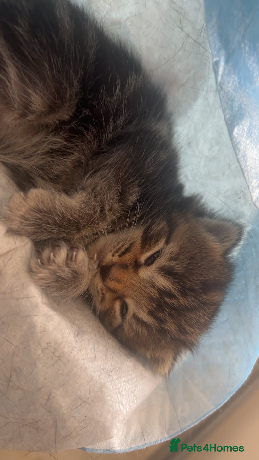Mixed Breed cats for sale: dark calico and tabby mixed female kitten on sale! - Image 3