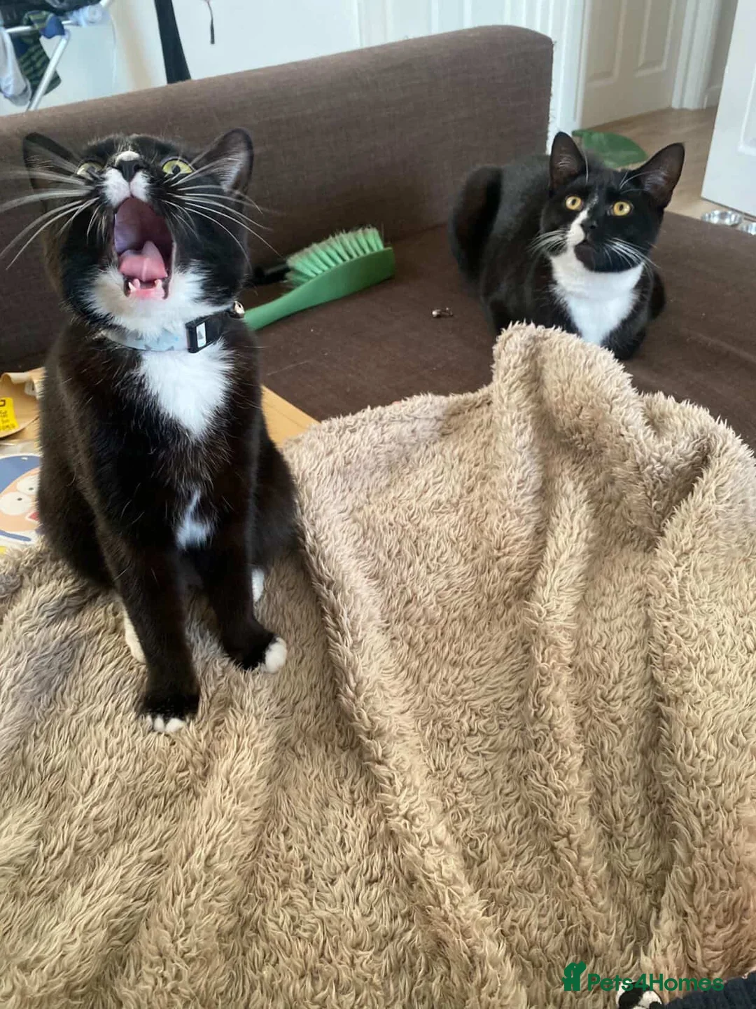 British Shorthair cats for sale: Two sweet one year old cat  - Advert 1
