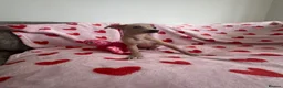 Italian Greyhound dogs for sale: KC registered Italian greyhound puppies for sale - Advert 28