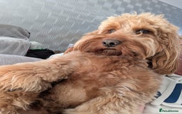 Cockapoo dogs for stud: 100% Proven F1 Fox Red Cockapoo, Stud only in Kirkcaldy - Image 35