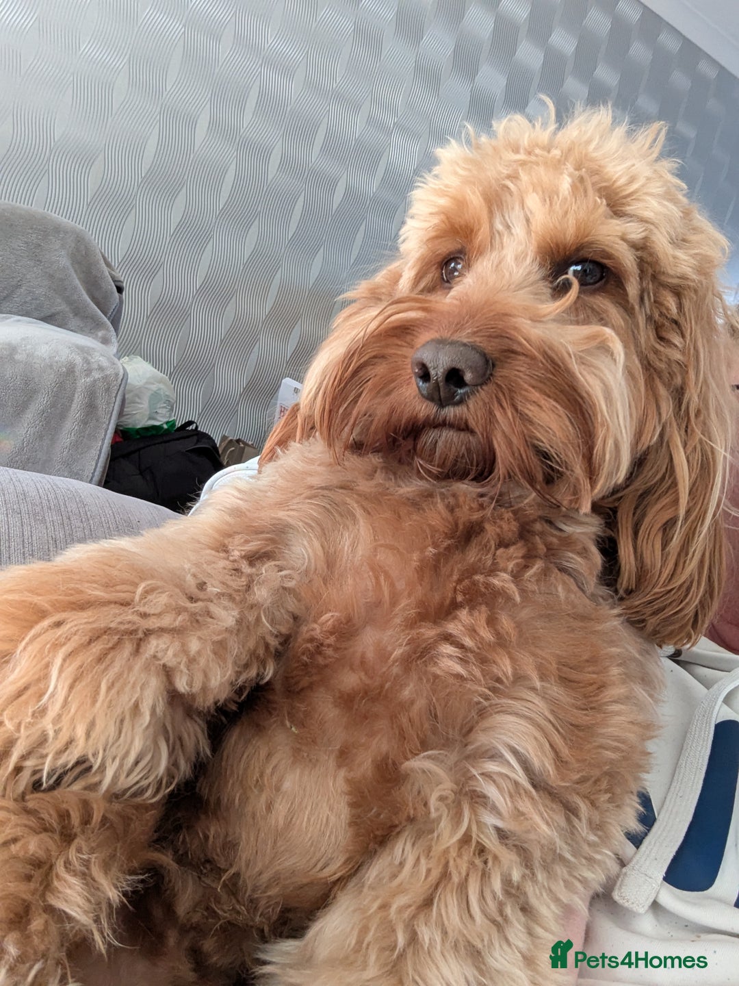 Cockapoo dogs for stud: 100% Proven F1 Fox Red Cockapoo, Stud only in Kirkcaldy - Image 35