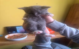 Mixed Breed cats for sale: Stunning litter of 4 - Image 14