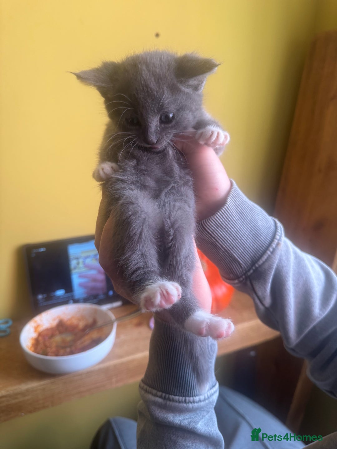 Mixed Breed cats for sale: Stunning litter of 4 - Image 14