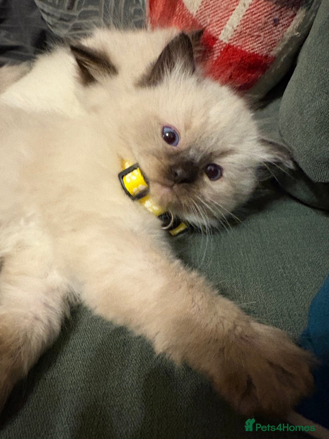 Ragdoll cats for sale: Beautiful Ragdoll Kittens 2 boys 2 girls 😍 - Advert 7