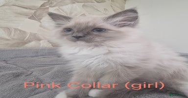 Ragdoll cats - Advert 3