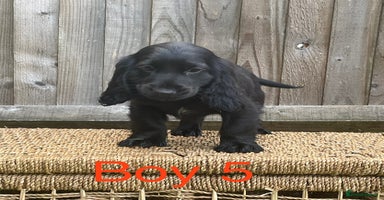Cocker Spaniel dogs - Advert 15