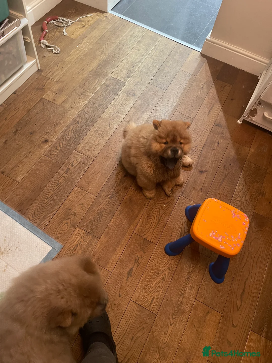 Chow Chow dogs for sale:  Chow chow  - Advert 7