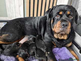 Rottweiler dogs Beautiful chunky Rottweiler puppies - Advert 2