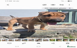 Mixed Breed dogs for sale: English bull terrier x shar pei - Image 11