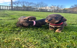 Dachshund dogs for sale: WHD - Wirehaired Dachshund (Teckle) Pups - Image 28