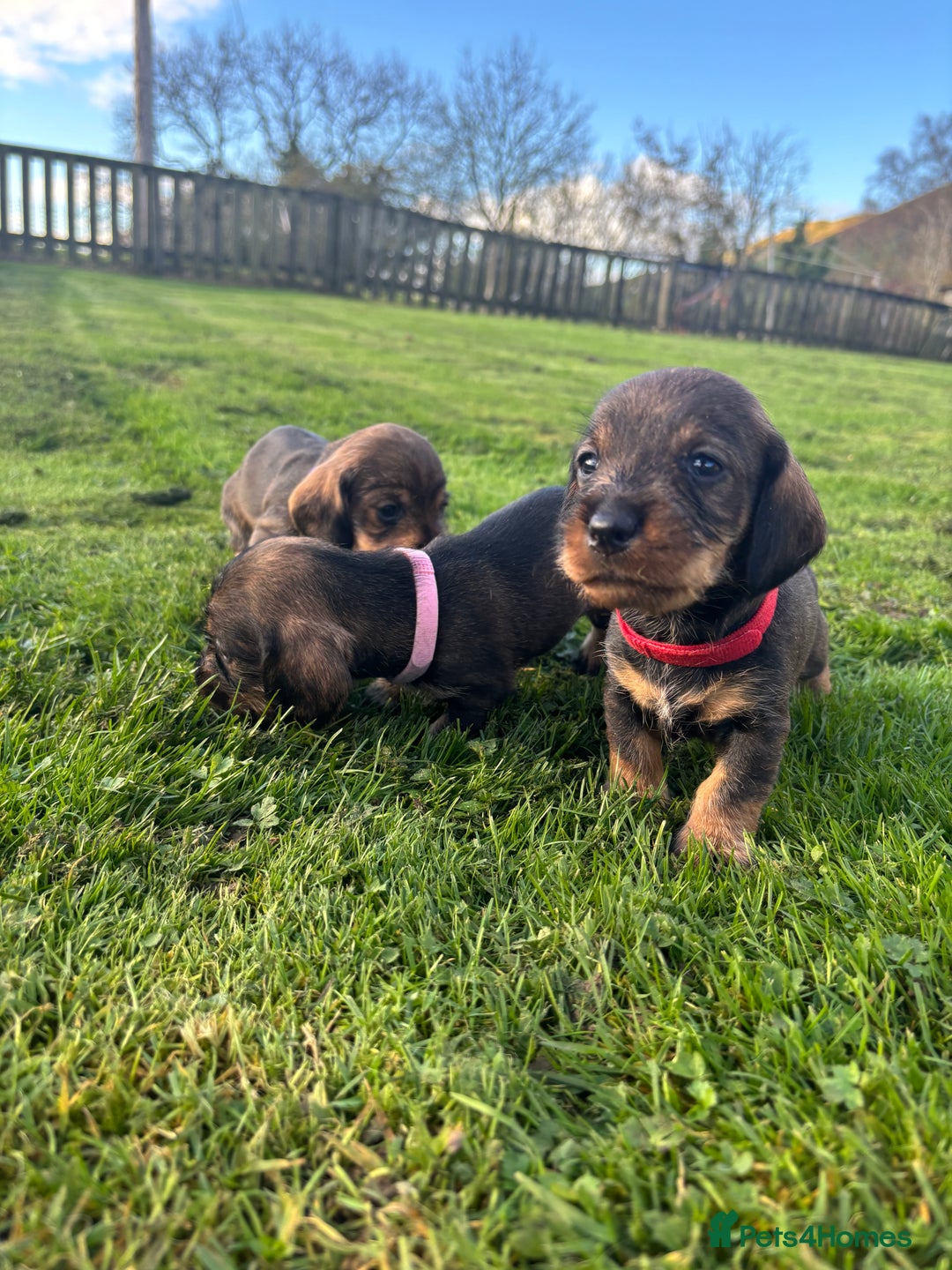 Dachshund dogs for sale: WHD - Wirehaired Dachshund (Teckle) Pups - Image 28